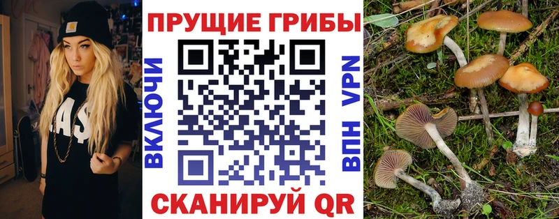 Купить где  Нефтекумск  Галлюциногенные грибы GOLDEN TEACHER 